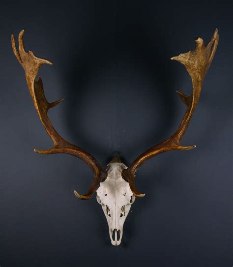 Fallow Deer Skull and Antlers for sale - Archive - Antlers Horns and Skulls UK