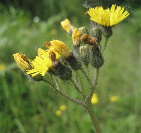 Yellow hawkweed identification and control: Hieracium caespitosum - King County