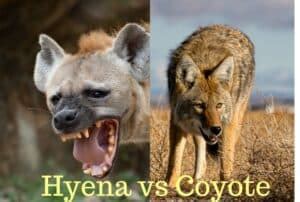 Hyena vs Coyote [Differences & Strength Comparison] | Earth Eclipse