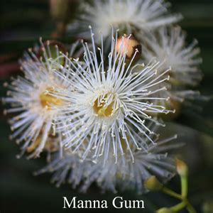 Manna Gum Love Remedies Australian Flower Essences problems