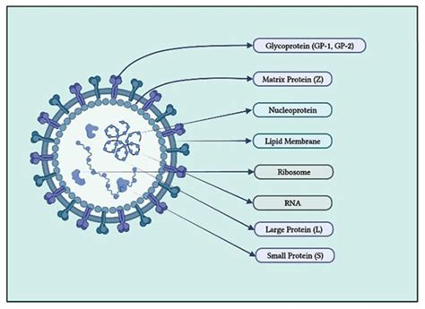 Morphological structure of Junin Virus (JUNV). | Download Scientific ...