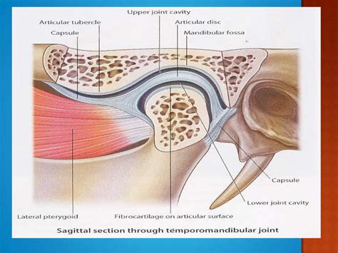 anatomy of TMJ