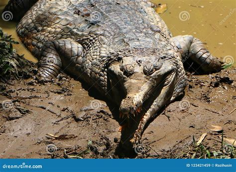 False Gharial is Crocodile Also Known As Malayan Gharial. Stock Image - Image of head, mouth ...