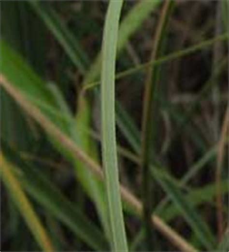 Sawgrass Prairie - Everglades National Park (U.S. National Park Service)