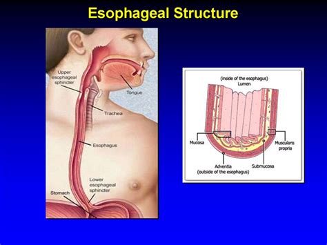 Esophagus. Esophageal Structure - презентация онлайн