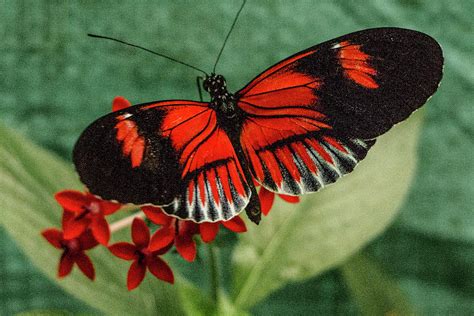 Heliconius Erato, Red Postman Butterfly Photograph by Venetia Featherstone-Witty - Pixels