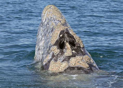 Eight things that may surprise you about grey whales! | Eagle Wing Tours