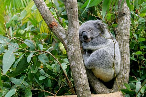 Koala | Appearance, Diet, Habitat, & Facts | Britannica