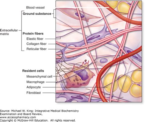 Extracellular Matrix: Glycosaminoglycans and Proteoglycans | Integrative Medical Biochemistry ...