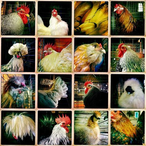 Various chicken breeds | Raising Chickens | Pinterest | Chicken breeds ...