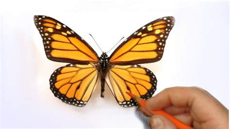 Dessiner un papillon réaliste | Dessin papillon, Art thérapie coloriage, Dessin