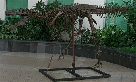 Nanotyrannus lancensis | The Palm Beach Museum of Natural History