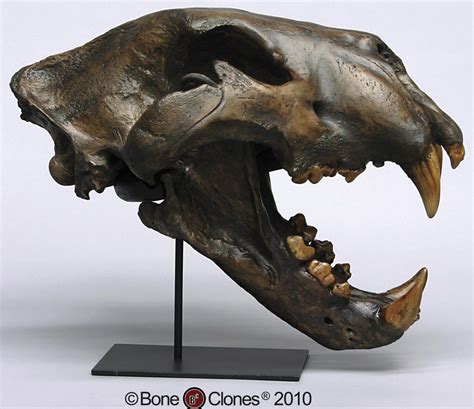 American Lion Skull Antique Finish - Bone Clones, Inc. - Osteological ...