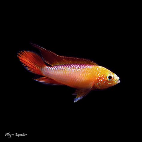 Apistogramma Agassizii Fire Red Fast, Professional Service