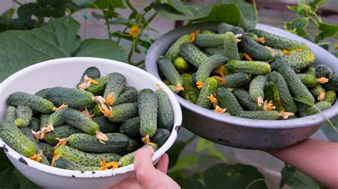 Cucumber varieties, species. parthenocarpic cucumber varieties ...