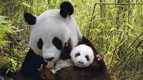 Mama and baby, panda, baby animals, HD wallpaper | Peakpx