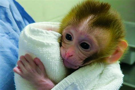 Monkey may hold key to saving fertility of boys with cancer