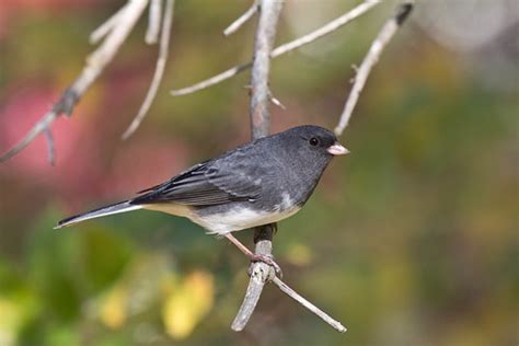 Laura's Birding Blog: Junco Migration Kicks In!