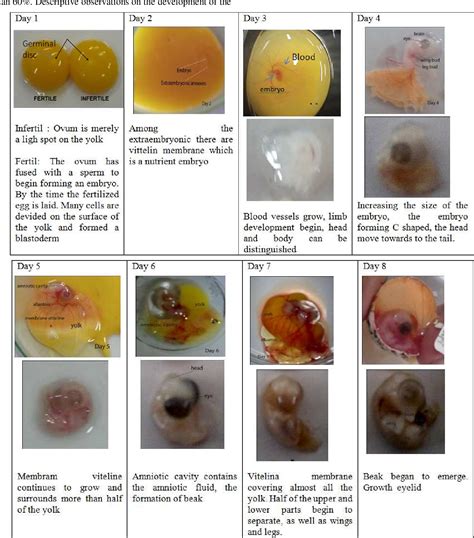 Figure 1 from DEVELOPMENT OF JAPANESE QUAIL (Coturnix coturnix japonica ...