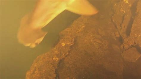 Scientists Baffled To Find Sharks Living Inside An Active Volcano | IFLScience