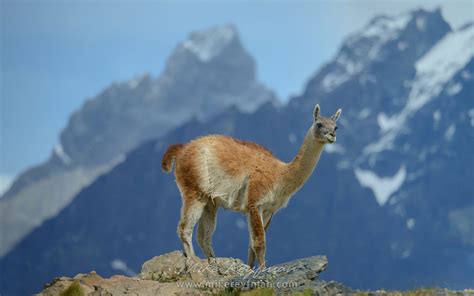 Gauchos, Patagonia, Chile | Wildlife of Torres del Paine National park ...