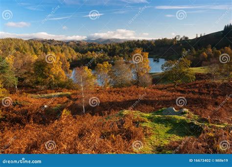 Tarn Hows in Autumn stock photo. Image of coniston, colours - 16673402