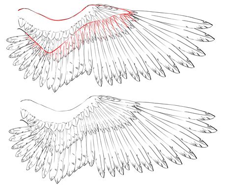 How To Draw Feathered Wings