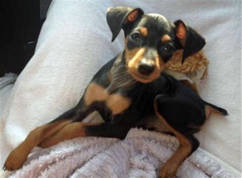 Teacup Doberman Pinscher Puppies