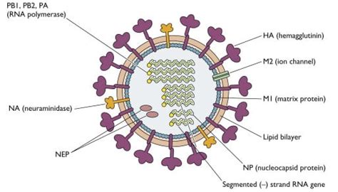 Influenza A Virus: An Overview