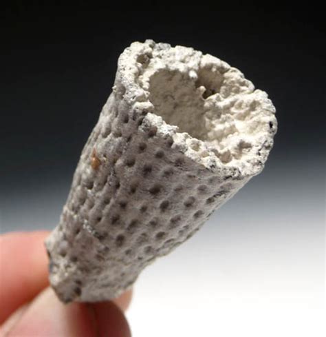 FOSSIL SPONGES SEA SPONGE PHYMATELLA FOSSILS PREHISTORIC MARINE ...