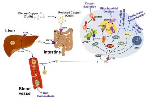 Biomedicines | Free Full-Text | A Century of Progress on Wilson Disease ...