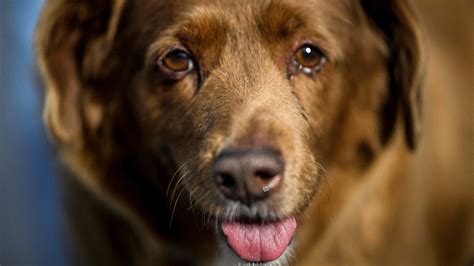 Bobi, the world’s oldest dog ever, dies aged 31 | CNN