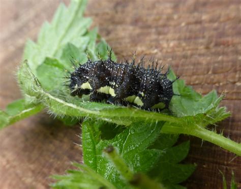 Red Admiral Caterpillar – Shaftesbury | Dorset Butterflies