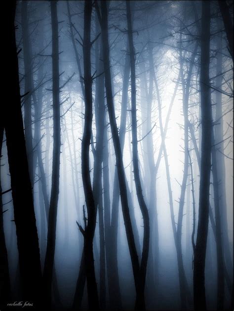 Pin by Rachel White on When there is no words, only photographs | Blue forest, Mystical forest ...