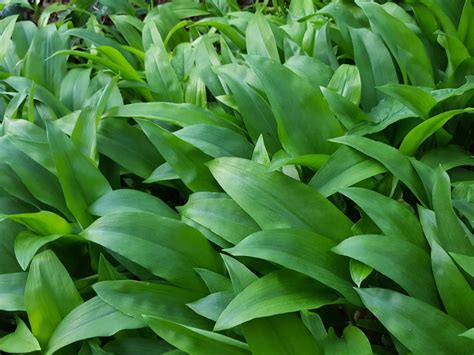 Wild Garlic Season - Manna From Devon Cooking School