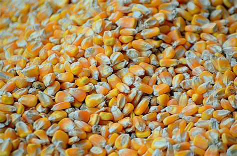 Kernels Of Corn Free Stock Photo - Public Domain Pictures