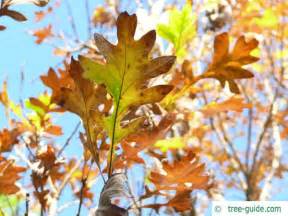 Bur Oak | Quercus macrocarpa