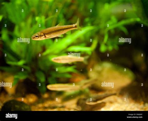 Emerald Shiner (Notropis atherinoides) fish in an aquarium at the Royal Alberta Museum In ...