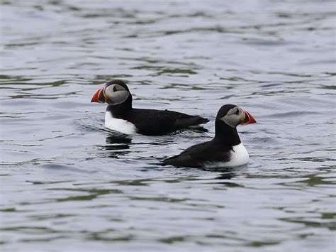 Dingle Boat Tours - All You Need to Know BEFORE You Go