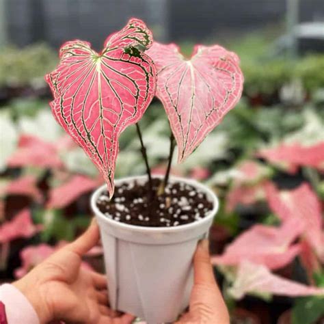 12 Caladium Varieties that You Will Love - Plants Craze