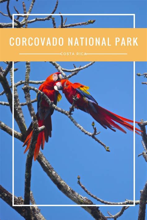 Wildlife in Corcovado National Park - Erika's Travels | Corcovado ...