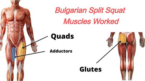 What Muscle Does Bulgarian Split Squat Work? Diagram, Guide and Variations - Character Strength ...