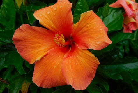 Orange Hibiscus Growing Guide: Which Are The Perfect Conditions For It?