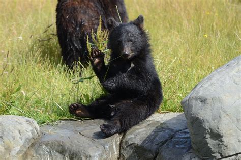 Moon Bear Cub 'Baloo' 12/07/2020 - ZooChat