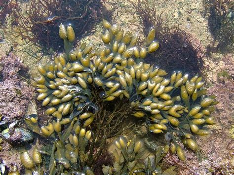 Fucus spiralis - Spiralled, Spiral or Twisted Wrack (Brown seaweed images)