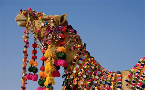 Decorated Camel in the Thar Desert 2C Jaisalmer 2C Rajasthan 2CIndia ...