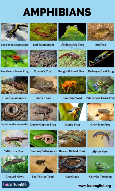 Amphibians: Amazing List of 30+ Amphibians Around the World - Love English