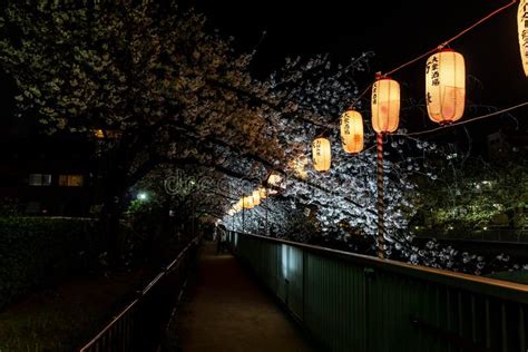 Cherry Blossoms Night View in Japan Editorial Image - Image of bright ...