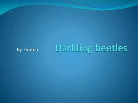 PPT - Darkling beetles PowerPoint Presentation, free download - ID:2239535