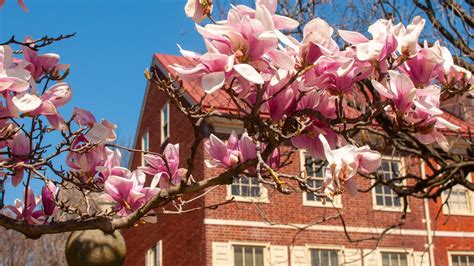 Magnolia Garden (U.S. National Park Service)